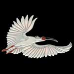 620Japanese Crested ibis